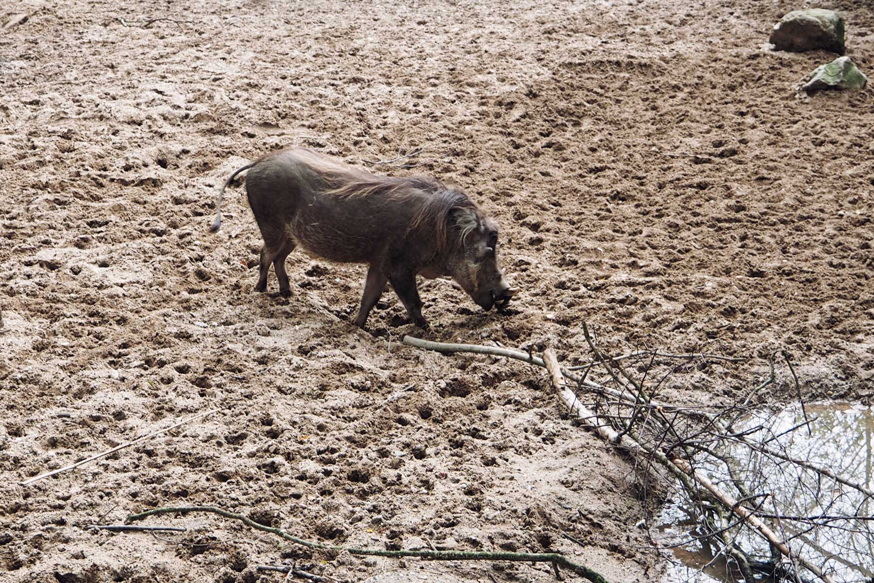 Burger´s Zoo mit Kindern