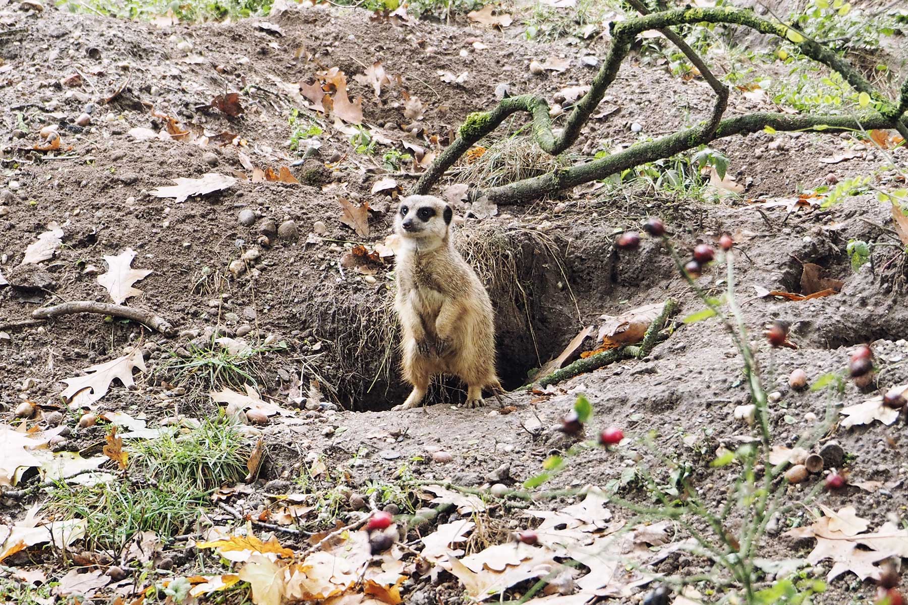 Erdmännchen im Burger´s Zoo