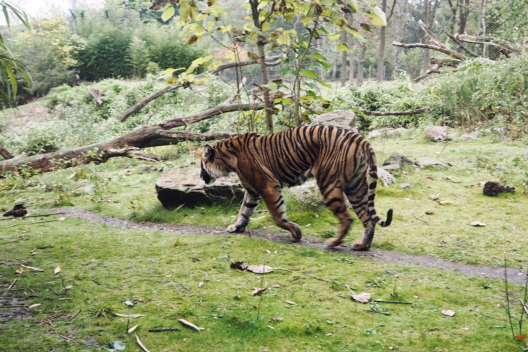 Tiger im Burger´s Zoo