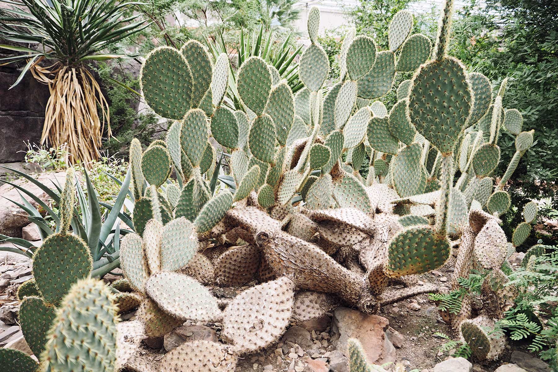 Desert im Burger´s Zoo Arnheim