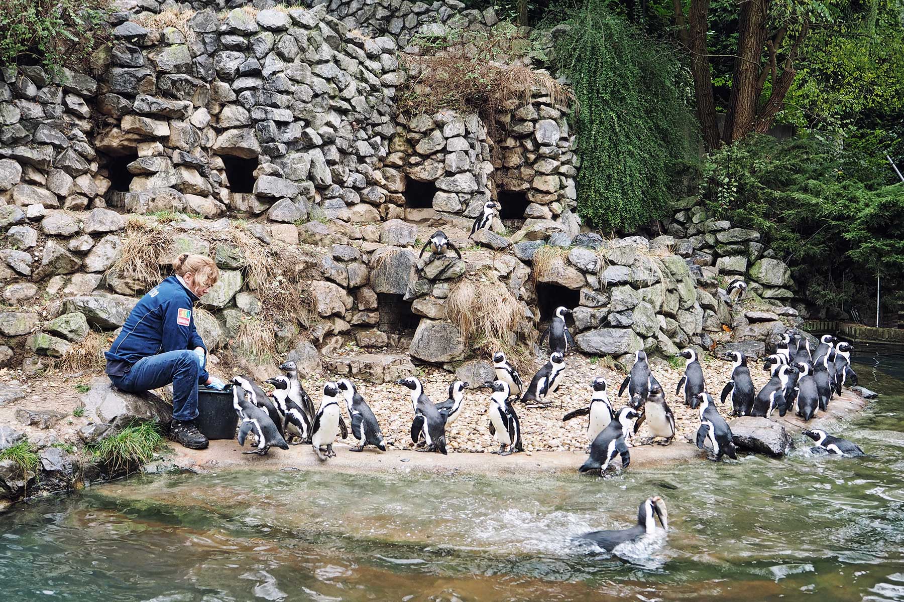 Pinguine im Burger´s Zoo Arnheim