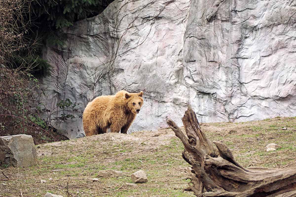 Braunbär in der ZOOM Erlebniswelt