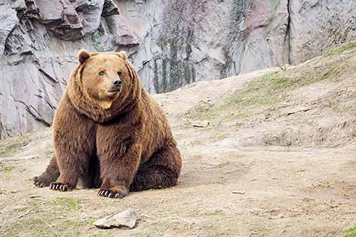 Braunbär in der ZOOM Erlebniswelt