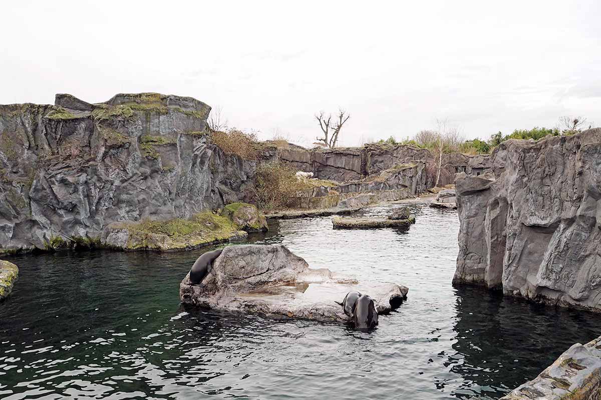 Eisbär ZOOM Erlebniswelt Gelsenkirchen