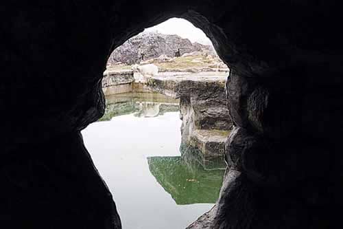 Eisbär ZOOM Erlebniswelt Gelsenkirchen