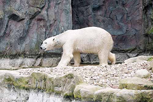 Eisbär ZOOM Erlebniswelt Gelsenkirchen