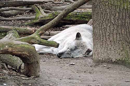 Wolf ZOOM Erlebniswelt Gelsenkirchen