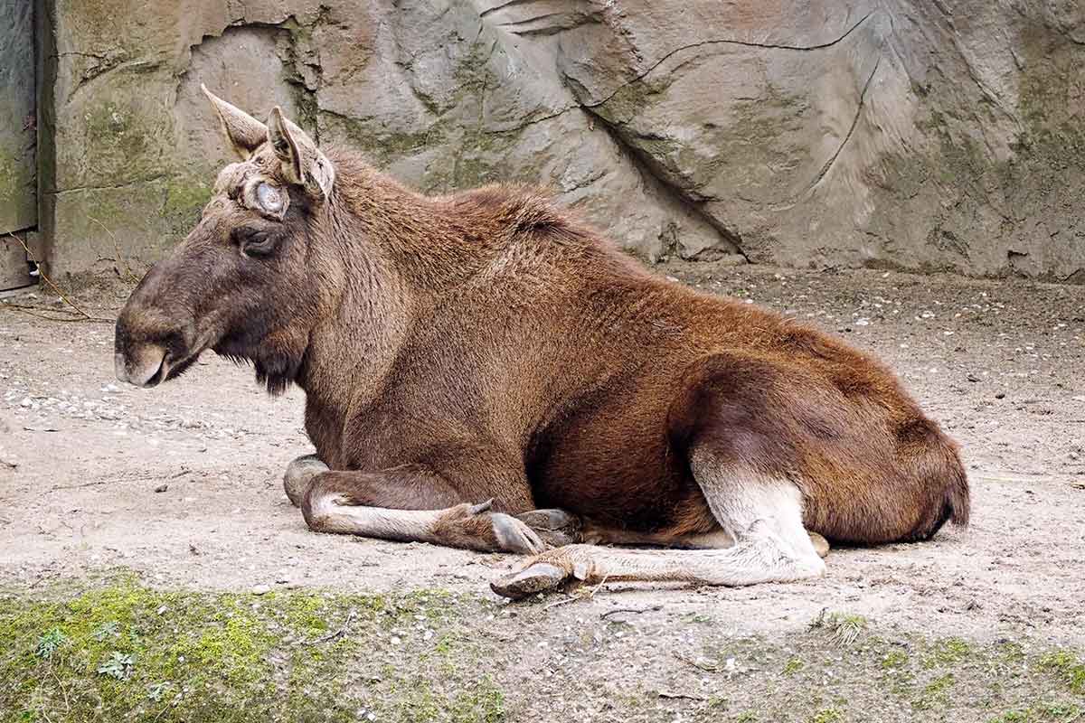 Elch ZOOM Erlebniswelt Gelsenkirchen