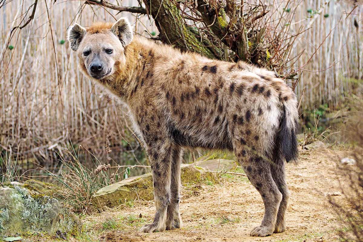 Afrika in der ZOOM Erlebniswelt