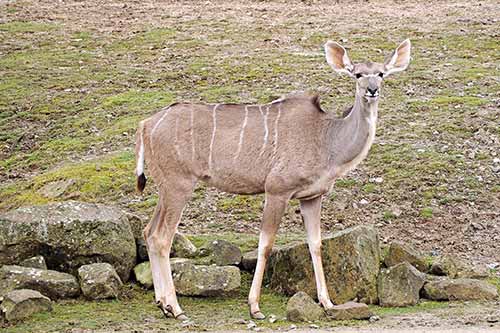 Braunbär in der ZOOM Erlebniswelt
