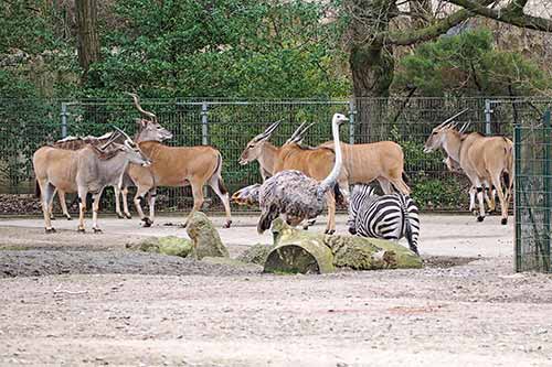 Afrika Zoom Erlebniswelt