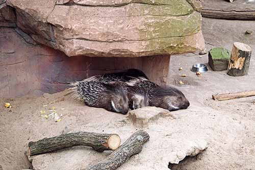 Afrika in der ZOOM Erlebniswelt