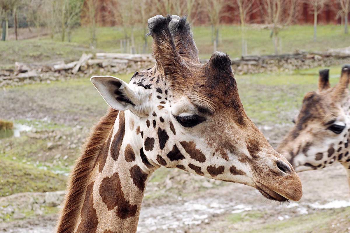 Giraffe ZOOM Erlebniswelt Gelsenkirchen