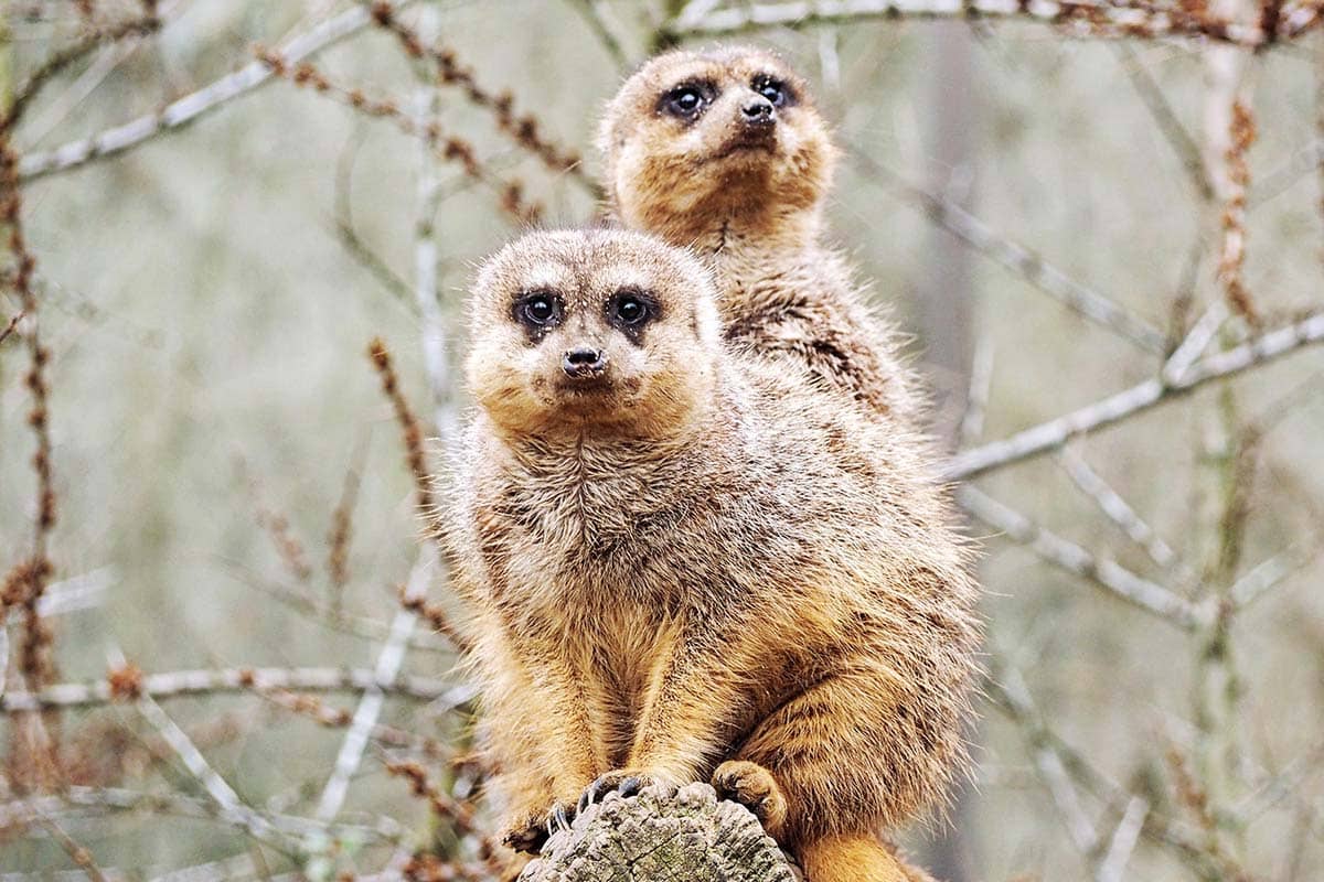 Zoom Erlebniswelt Gelsenkirchen Zoo