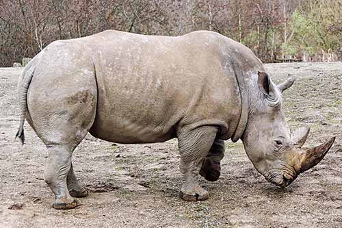 Nashorn ZOOM Erlebniswelt Gelsenkirchen
