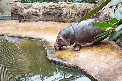 Flusspferd ZOOM Erlebniswelt Gelsenkirchen