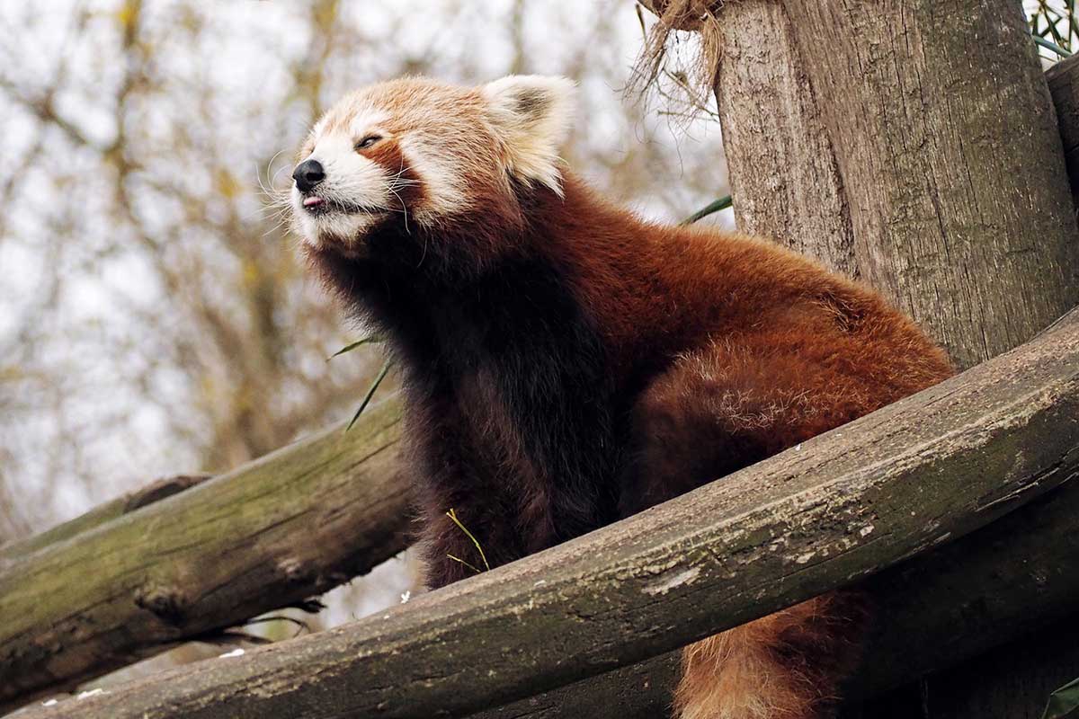 Kleiner Panda ZOOM Erlebniswelt Gelsenkirchen