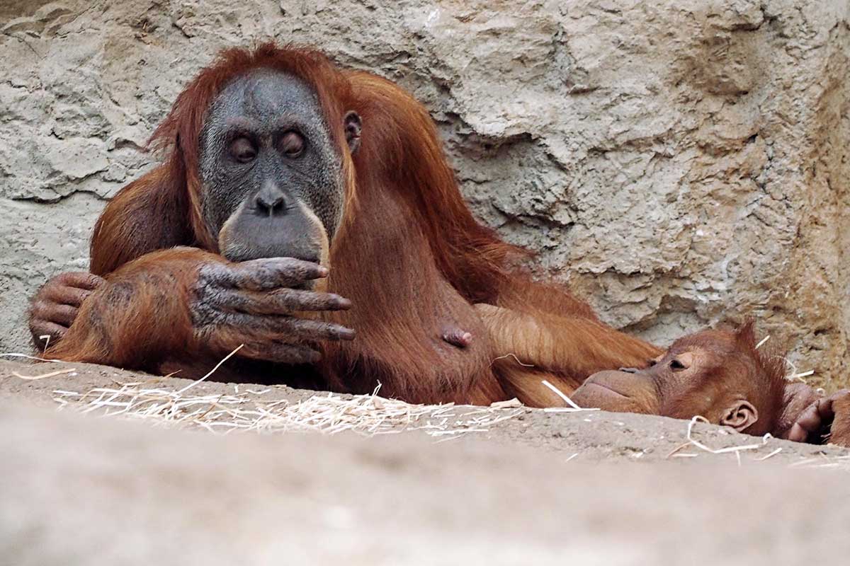 Orang Utan ZOOM Erlebniswelt Gelsenkirchen