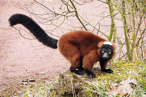 Lemureninsel ZOOM Erlebniswelt Gelsenkirchen