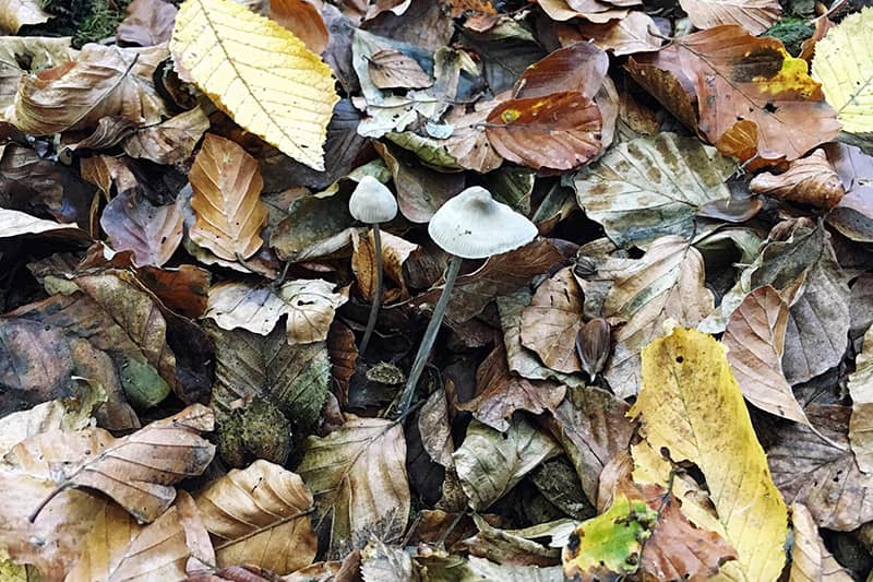 Siebengebirge mit Kindern