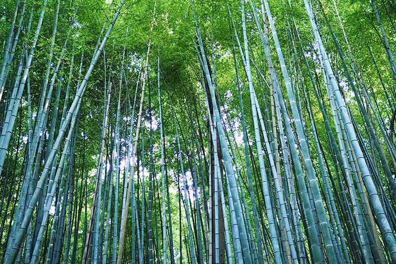 Bambuswald von Arashiyama