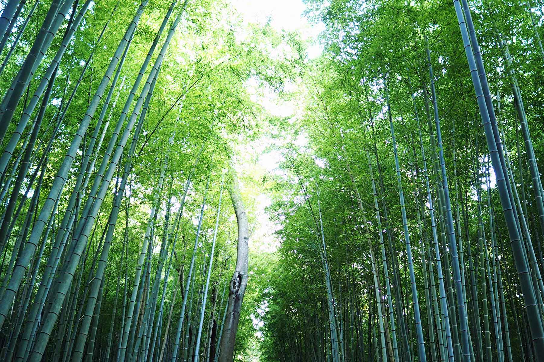 Bambuswald von Arashiyama