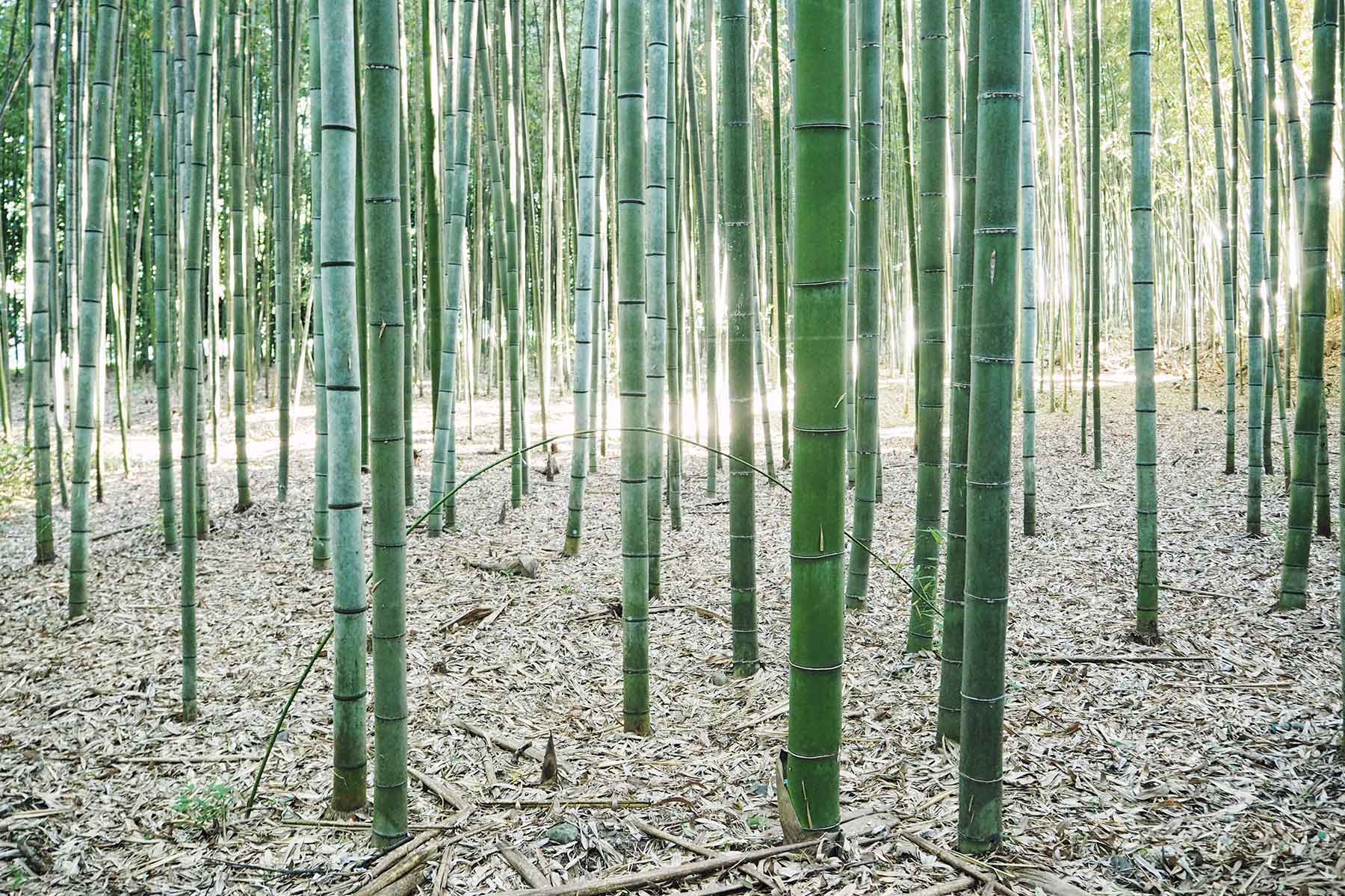 Bambuswald von Arashiyama