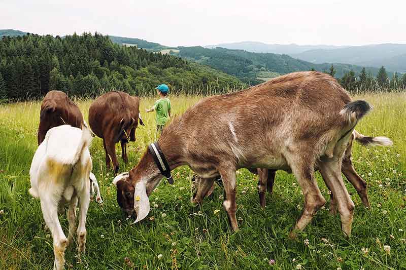 Ziegenwanderung im Schwarzwald