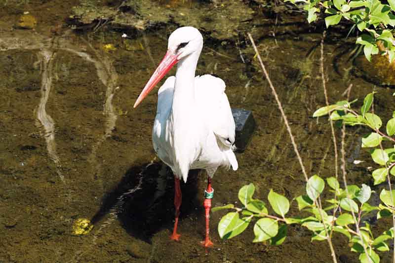 Schwarzwaldzoo Waldkirch