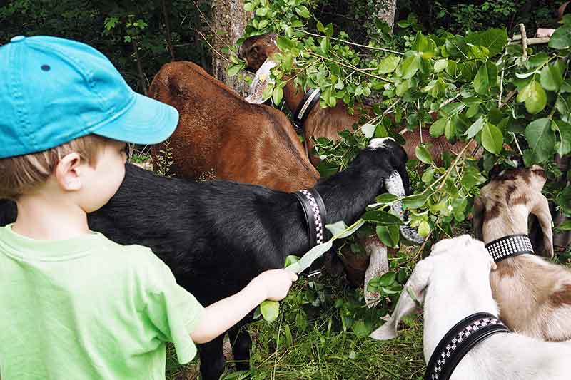Ziegen im Schwarzwald