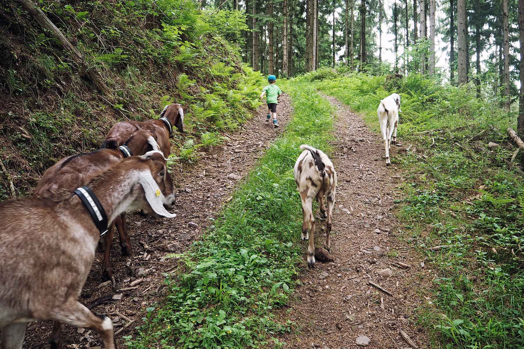 Mit Ziegen wandern im Schwarzwald