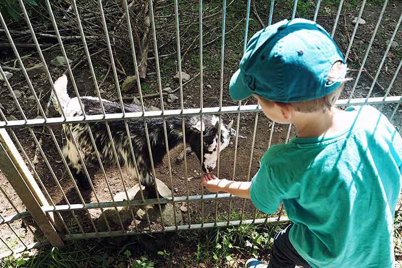 Ziegen im Schwarzwald