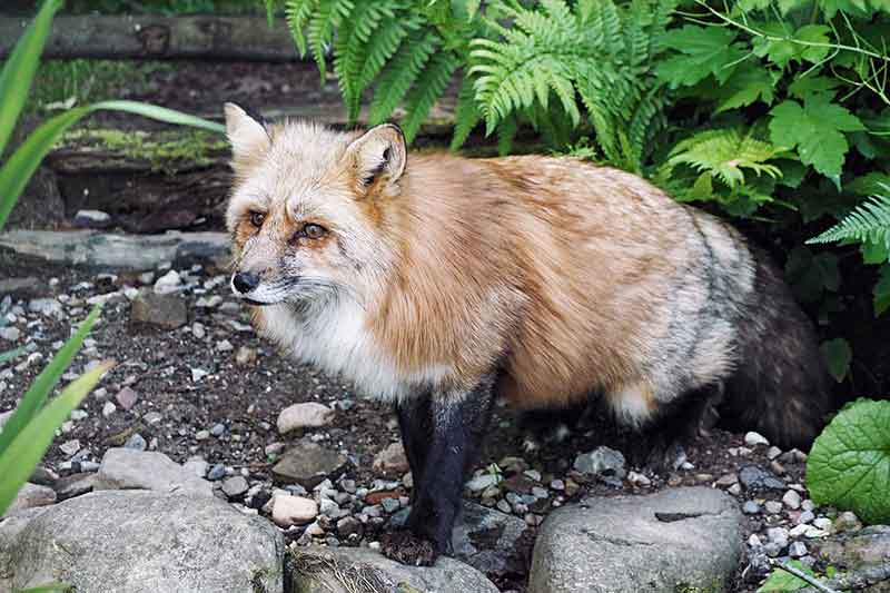 Schwarzwaldzoo Waldkirch