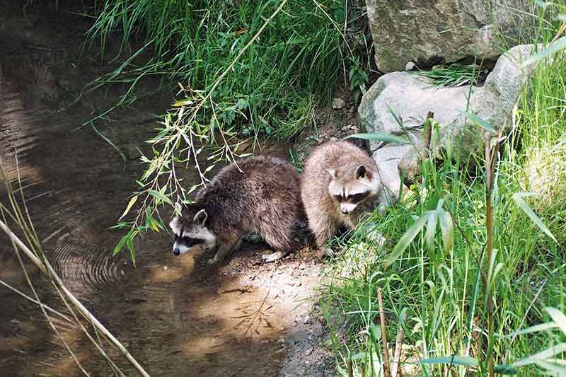 Schwarzwaldzoo Waldkirch
