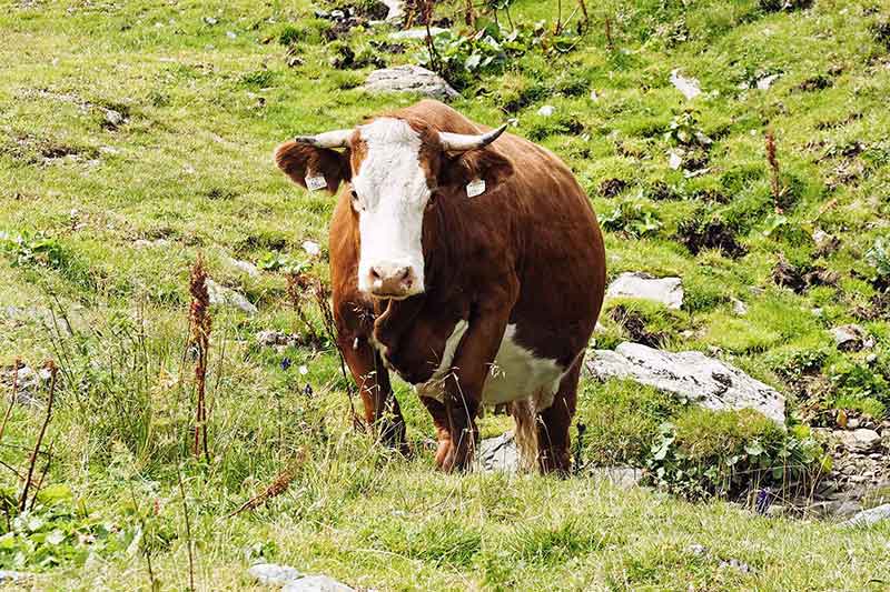 Österreich mit Kindern