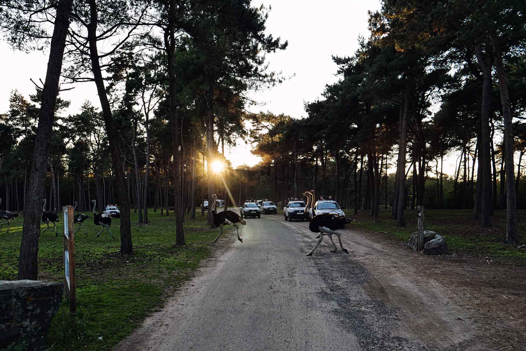 Beekse Bergen Safaripark Niederlande