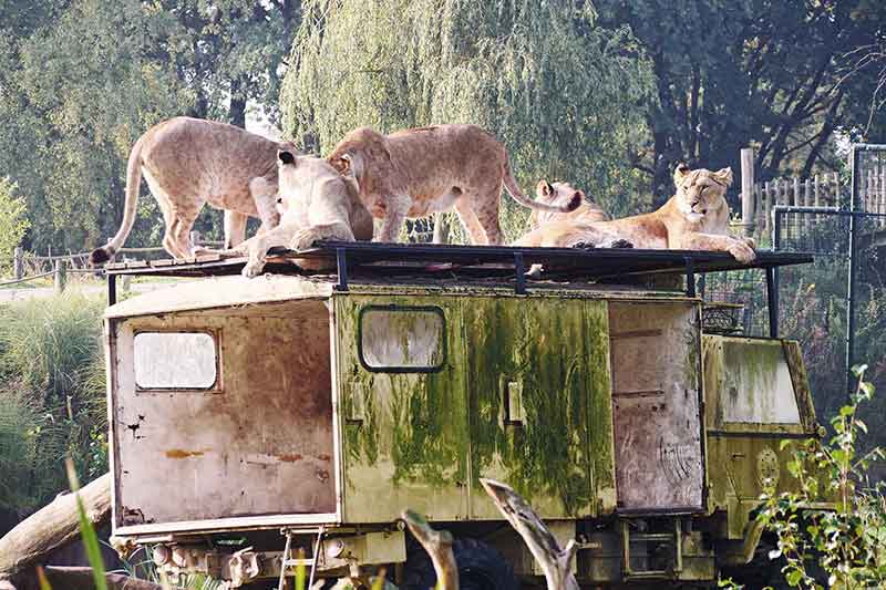 Beekse Bergen Ferienpark