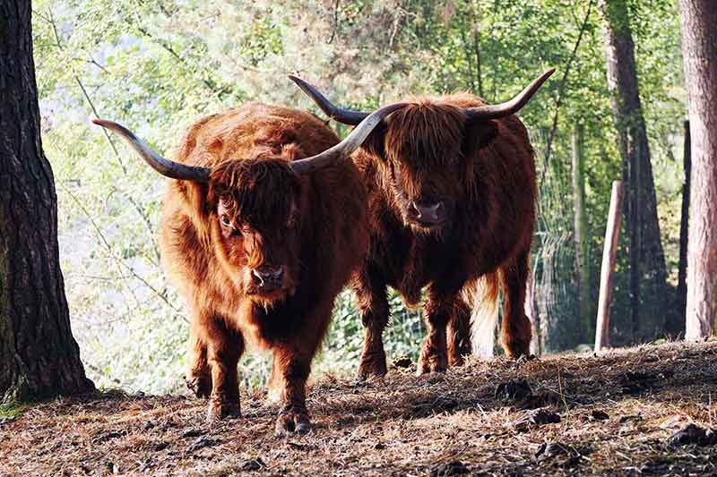 Beekse Bergen Ferienpark