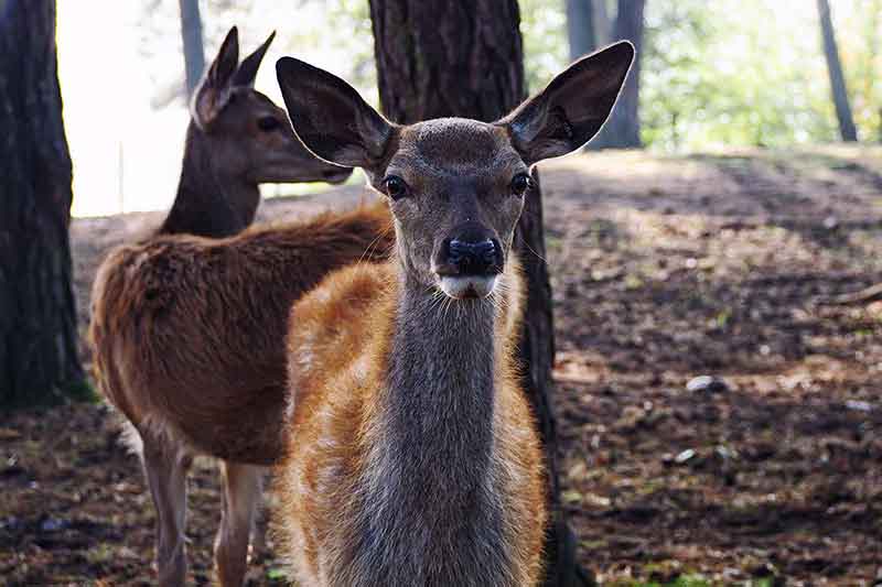 Beekse Bergen Ferienpark