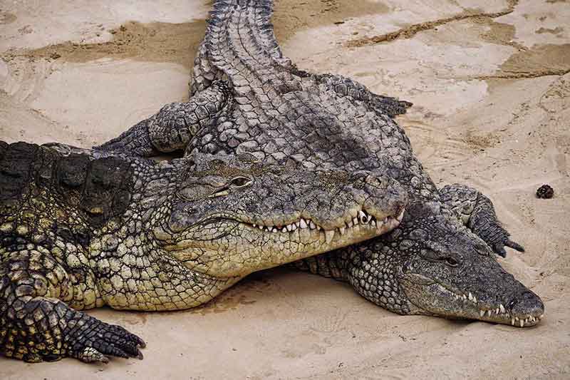 Beekse Bergen Ferienpark