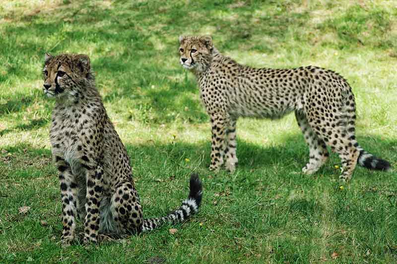 Beekse Bergen Ferienpark