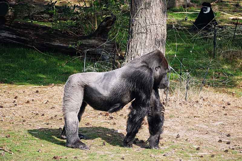 Beekse Bergen Ferienpark