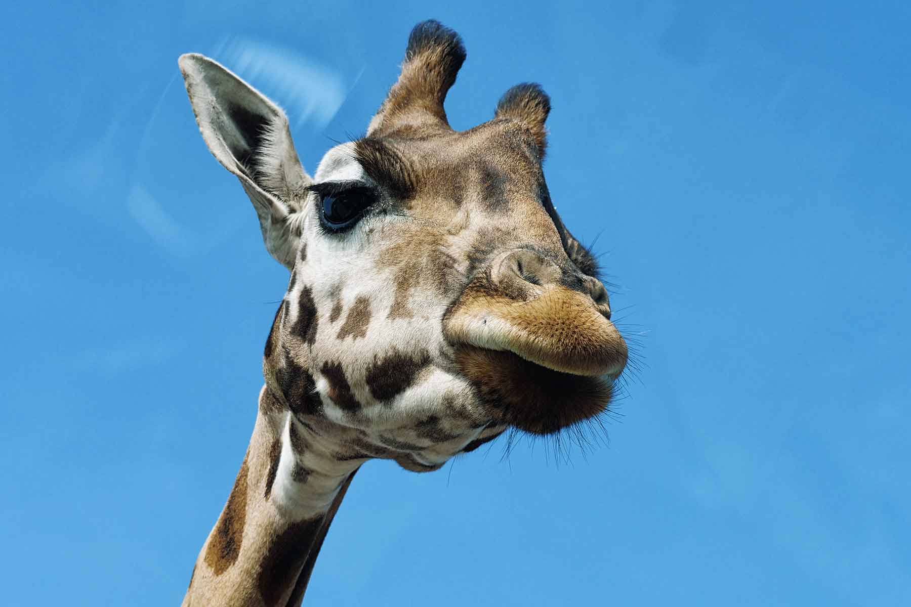 Beekse Bergen Safaripark Niederlande