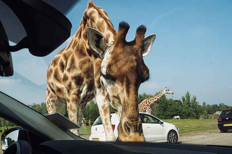 Beekse Bergen Ferienpark