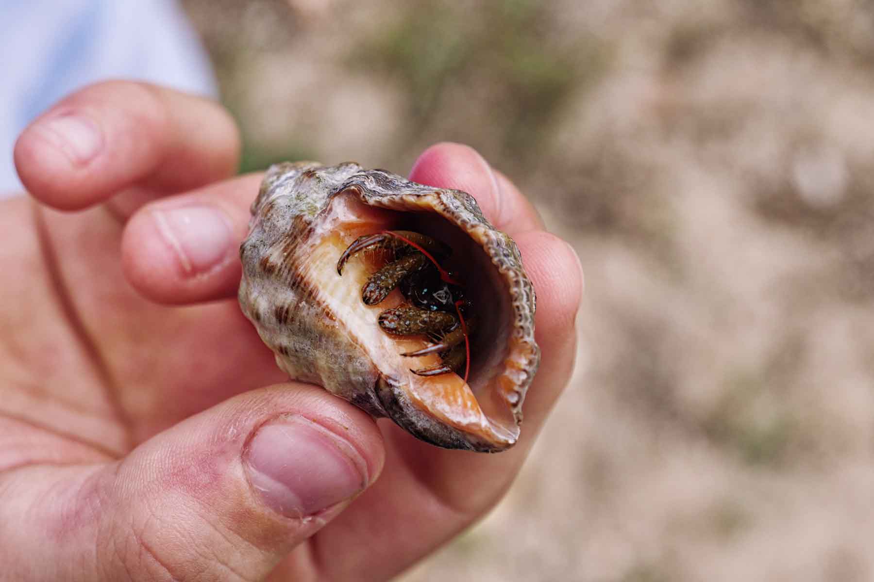 Royal Son Bou Family Club Menorca