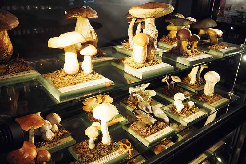 Niederlande mit Kindern