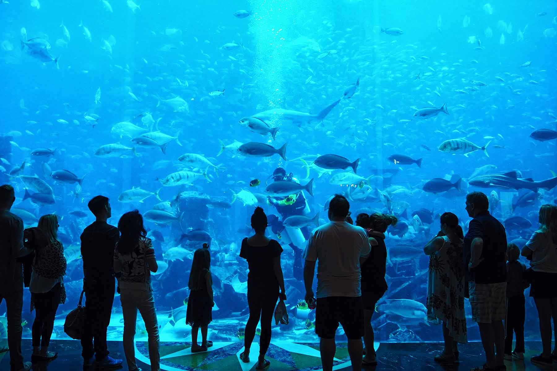 Atlantis the Palm Dubai: Ambassador Lagoon