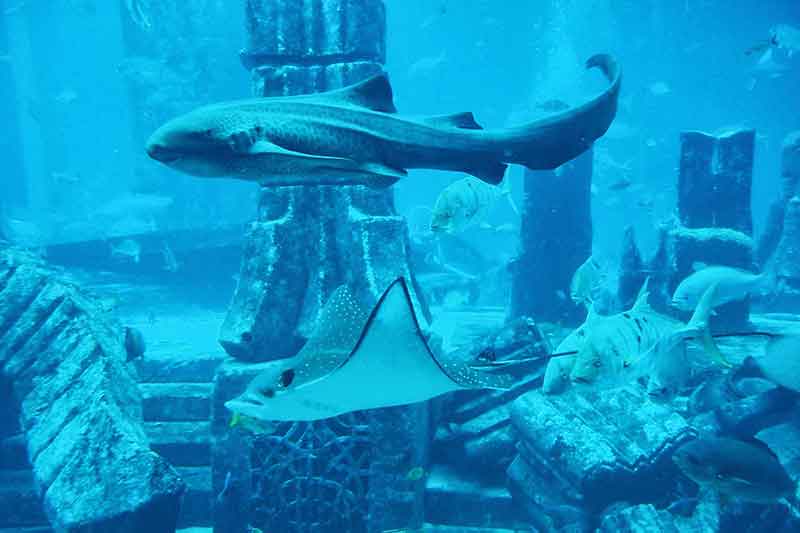 Shark Safari im Aquaventure Wasserpark in Dubai