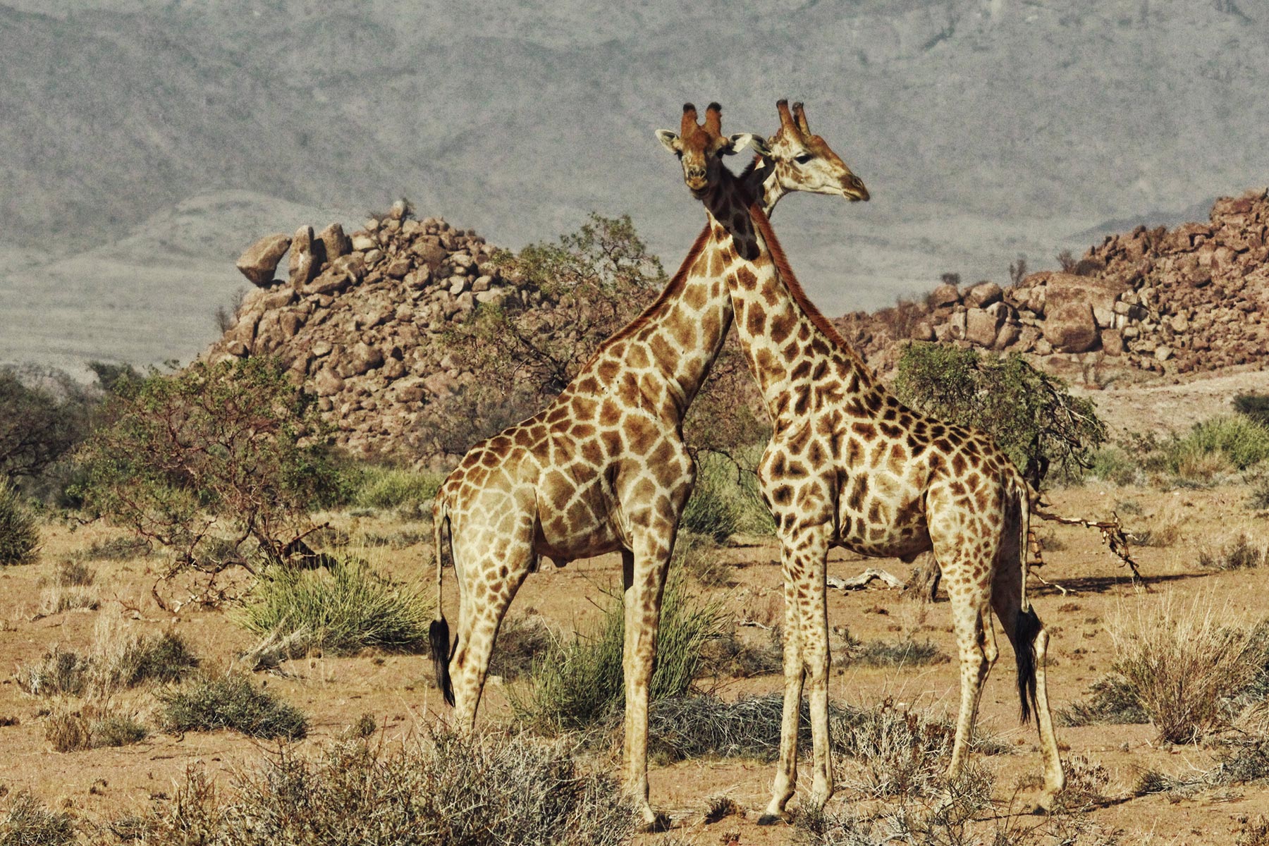 Giraffen auf Safari in Namibia