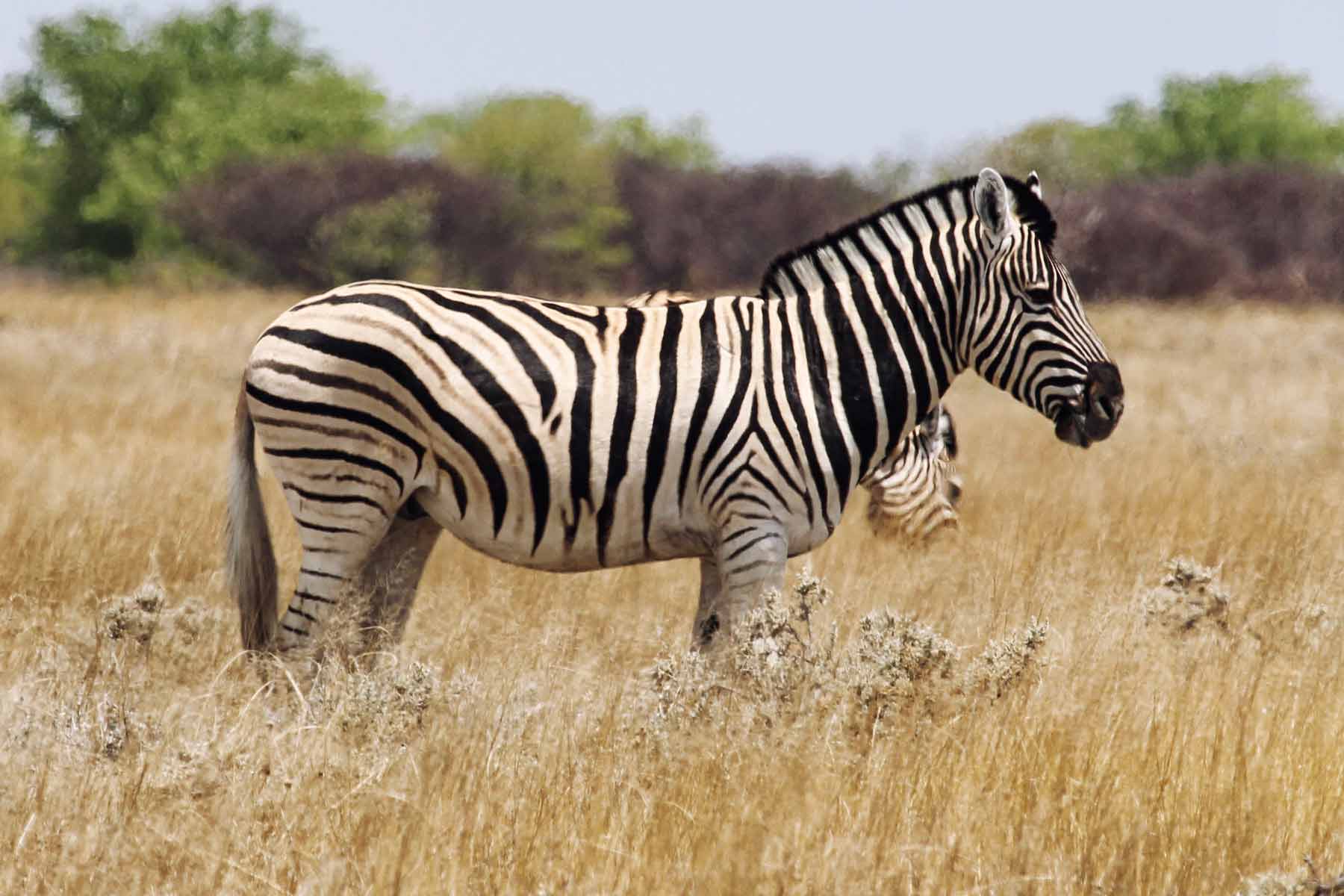 Zoom Objektiv Namibia